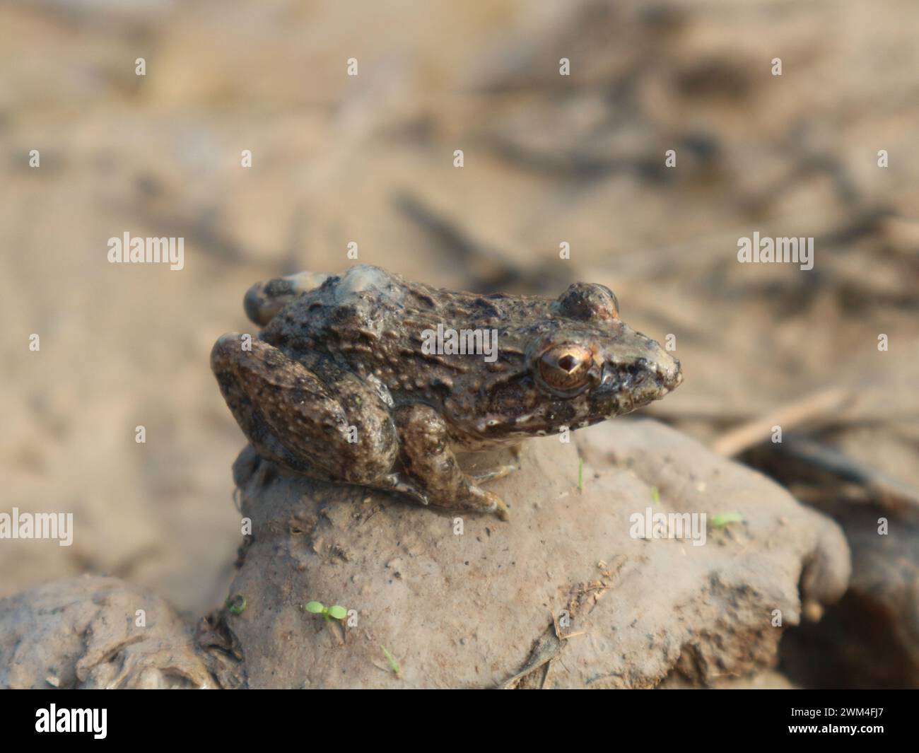 Baby frog hunting hi-res stock photography and images - Alamy