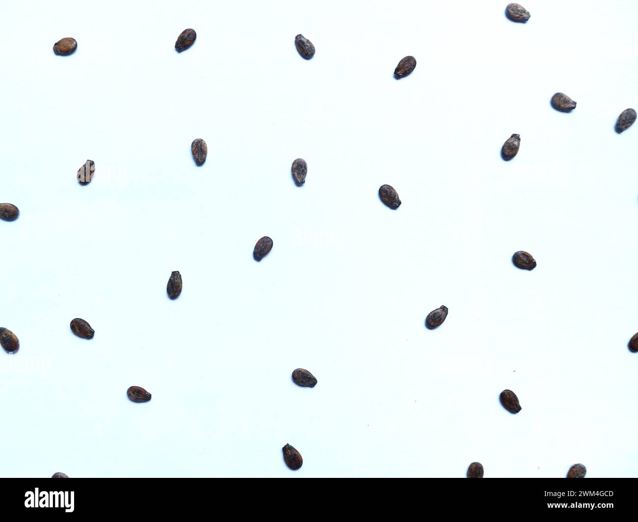 Dried watermelon fruit seeds isolated on white background Stock Photo