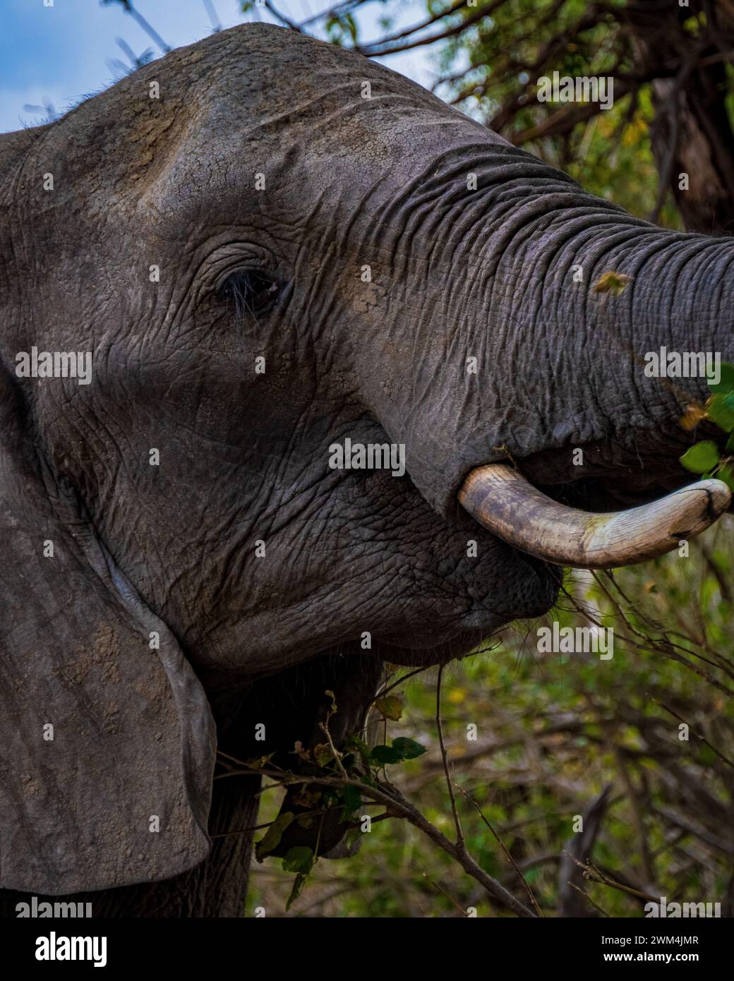 A closeup shot of an African elephant with its trunk raised, feeding on tree leaves Stock Photo