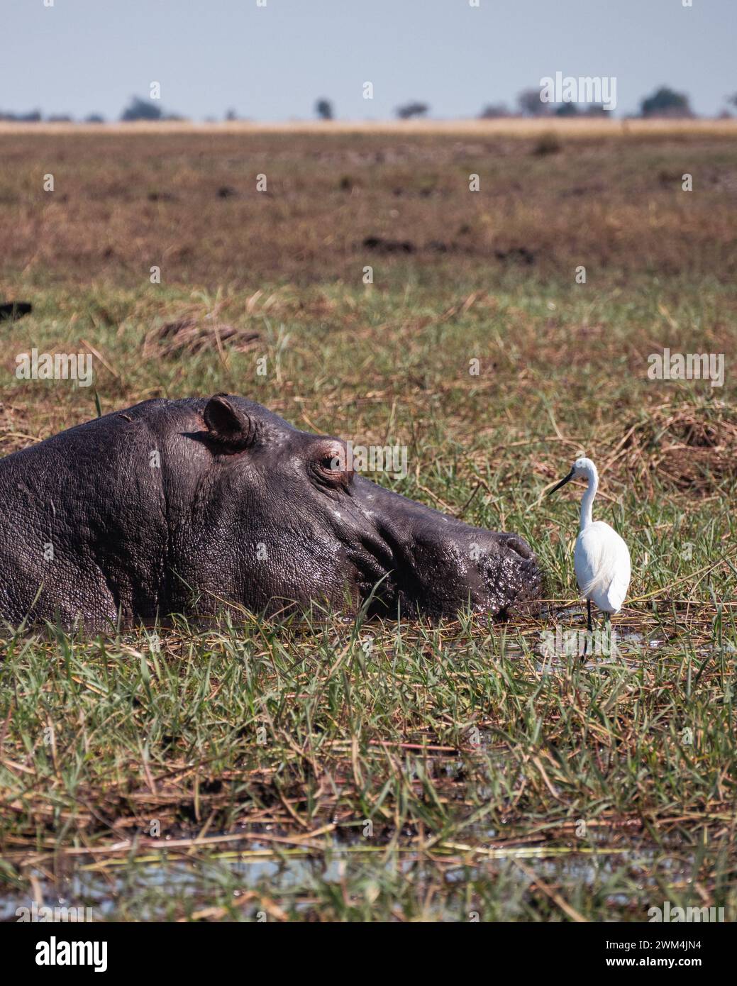 A hippopotamus resting in the swamp, with an egret perched nearby Stock Photo