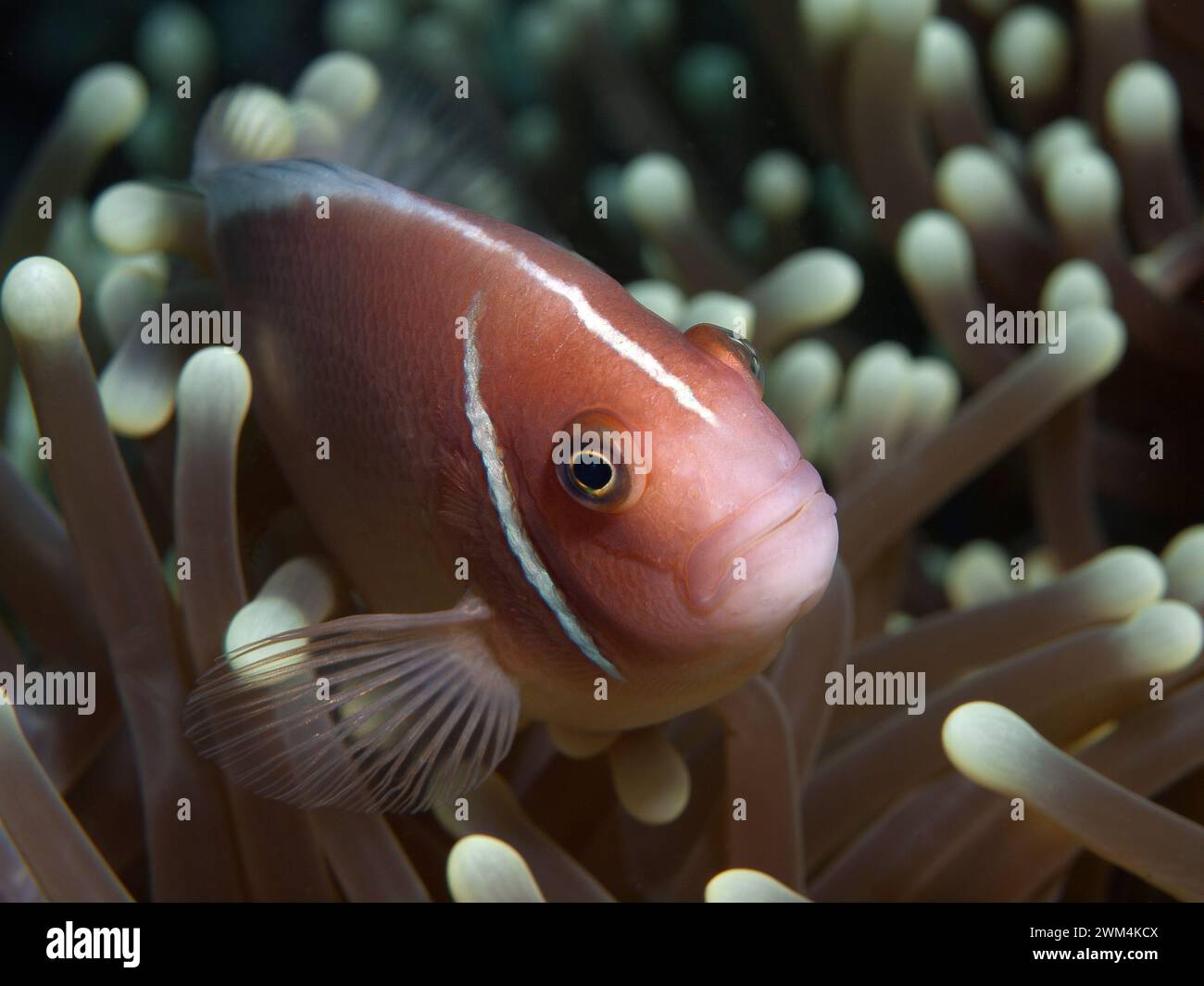 Anemonefish, always on the move: Clownfish looks curiously out of its anemone. Underwater photography: Coral reef, Moalboal, Cebu Island, Philippines Stock Photo