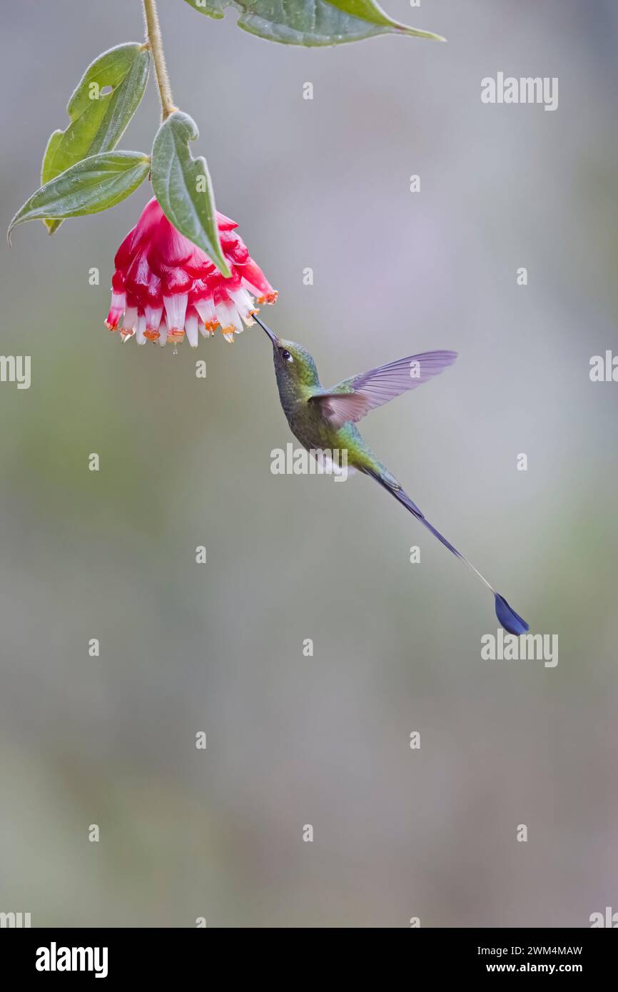 White-booted Racket-tail feeding on a flower taken in Colombia South America in natural light Stock Photo