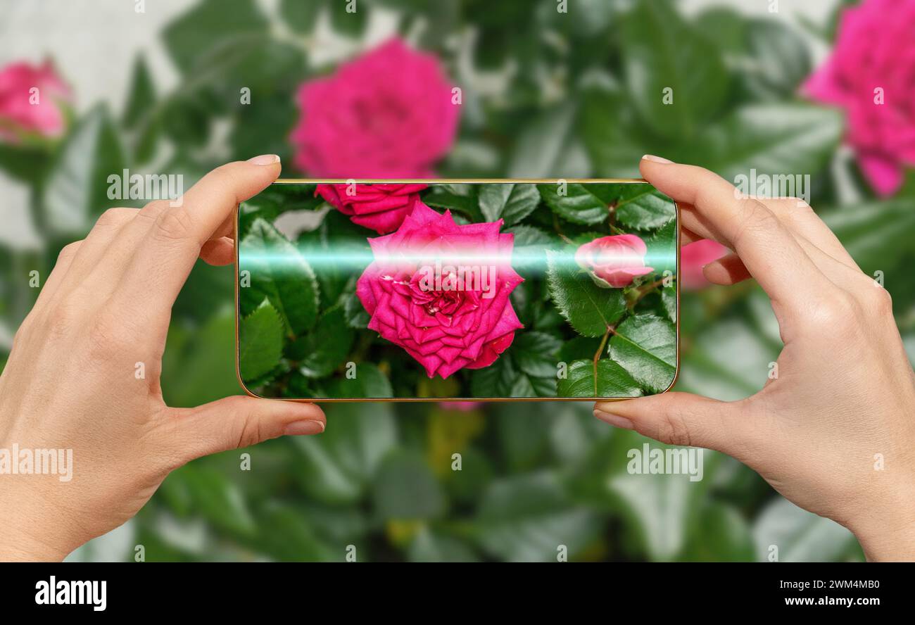 Scanning flower and plant with mobile phone app for identity plant and its condition. Pink rose flower on screen of smart phone with glowing scan ray. Stock Photo