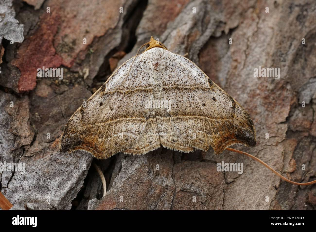 Natural closeup on the beautiful hook-tip geometer moth, Laspeyria flexula on a piece of wood in the garden Stock Photo