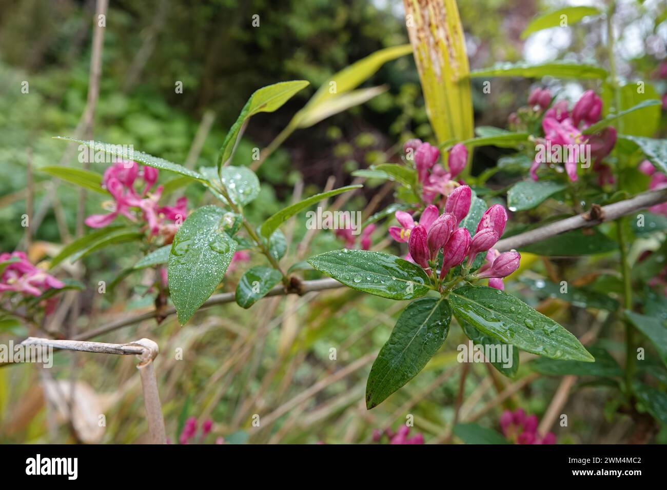 Natural closeup on the emerging red flowers of the Tatarian honeysuckle shrub, Lonicera tatarica Stock Photo