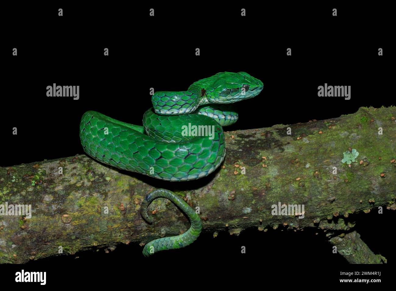 Malabar pit viper green / Pportrait of large-scaled pit viper from Munnar, Kerala. Craspedocephalus macrolepis. Stock Photo