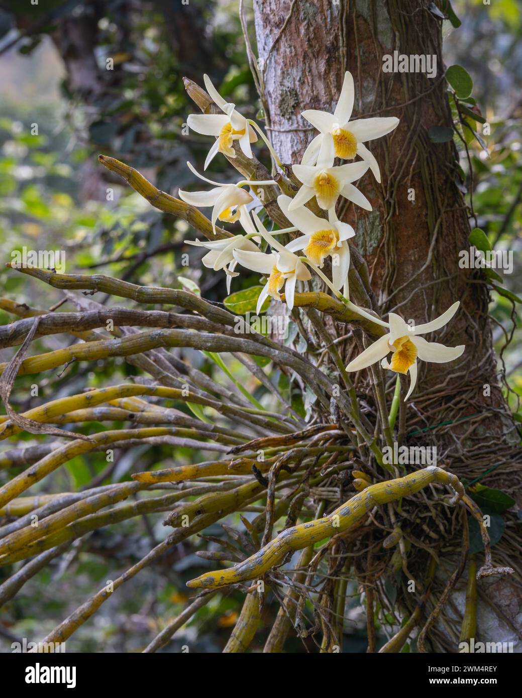Closeup view of creamy white and orange yellow flowers of epiphytic orchid species dendrobium heterocarpum blooming outdoors on natural background Stock Photo