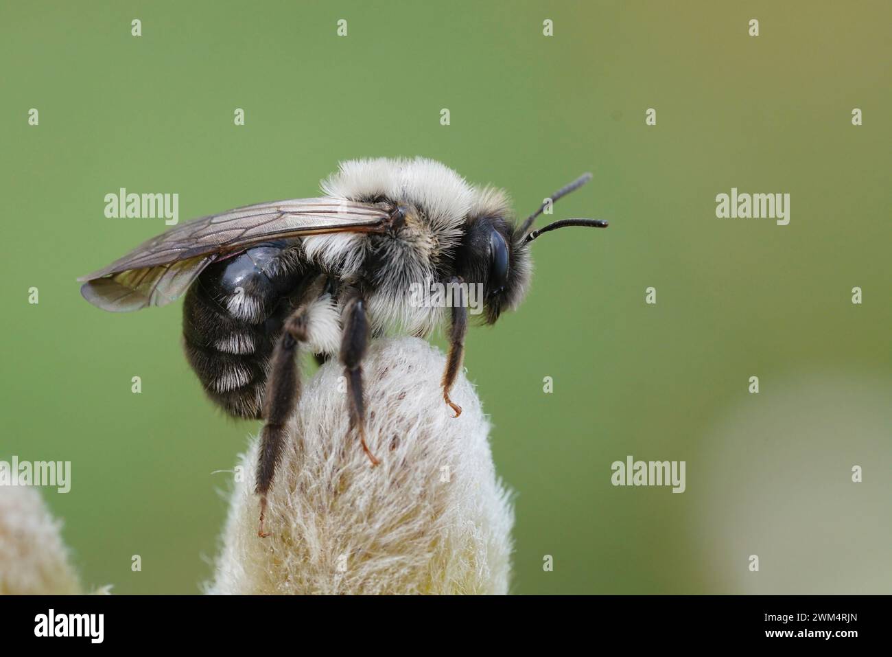 Natural closeup on a female Gray-backed mining bee, Andrena vaga, sitting on top of a Goat Willow catkin Stock Photo