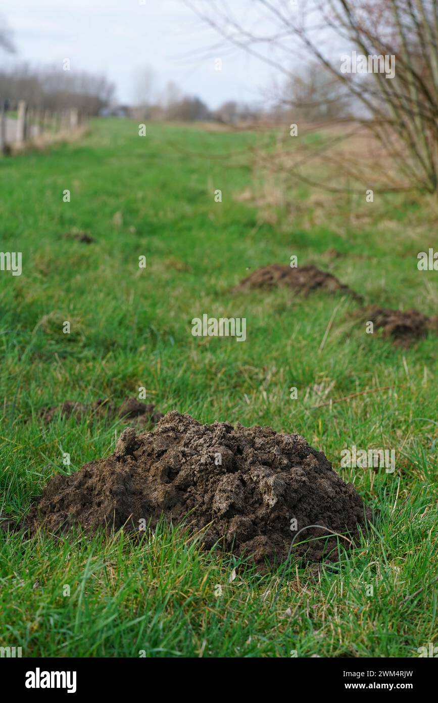Natural vertical closeup on a heap of earth in a grassland, made by European mole, Talpa europaea Stock Photo
