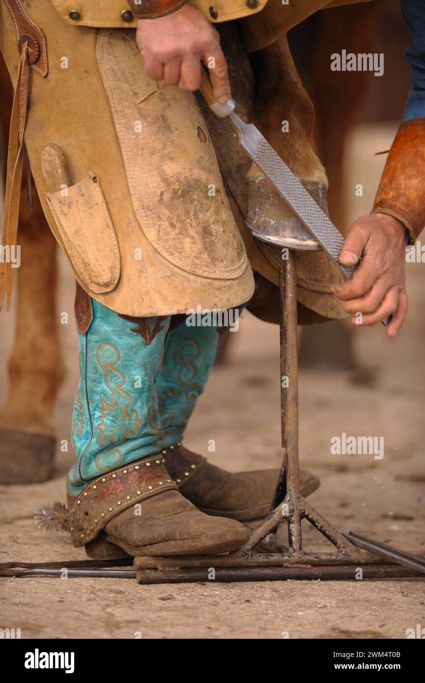 Close up of blacksmith farrier working on horses hoof with rasp rasping ...