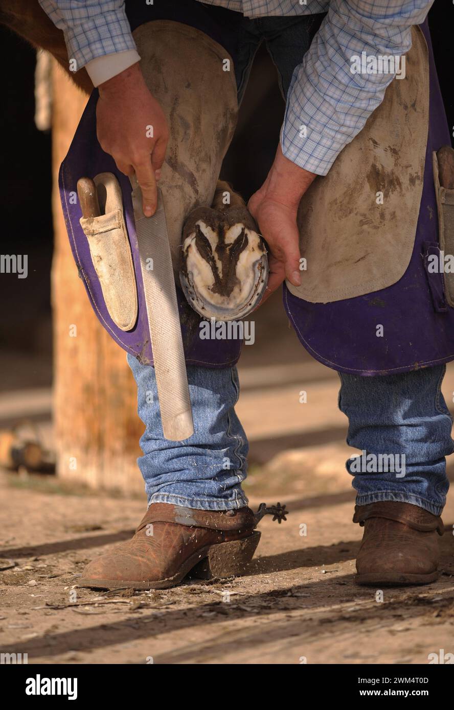Close up of blacksmith or farrier working on horses hoof with rasp ...