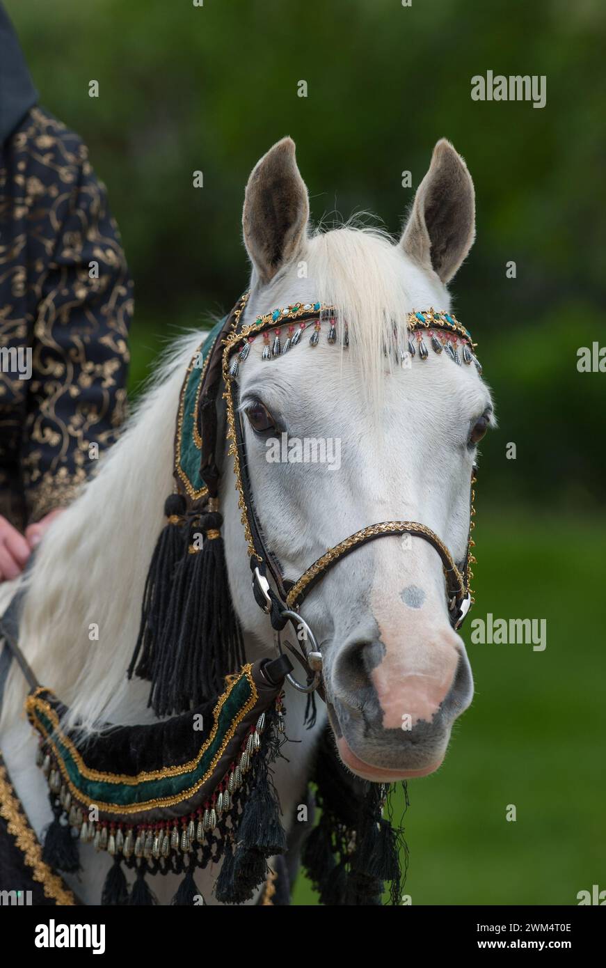 vertical Arabian horse portrait in traditional costume at costume class in local fair grey horse velvet reins fringes and beads on head stall bridle Stock Photo