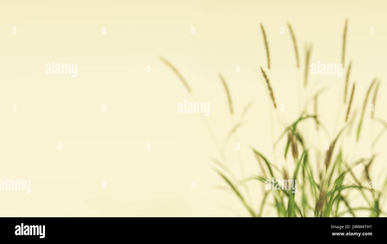 Wild grass wild flowers dreamy airy presentation background Alopecurus Pratensis tufted foxtail thin stems soft focus shallow depth of field Nature Stock Photo
