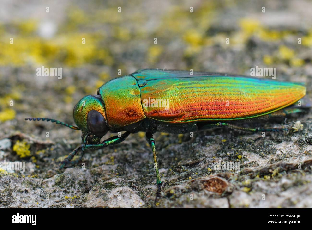 Detailed closeup on a gorgeous metallic green to gold colored jewel beetle , Eurythyrea micans sitting on wood Stock Photo
