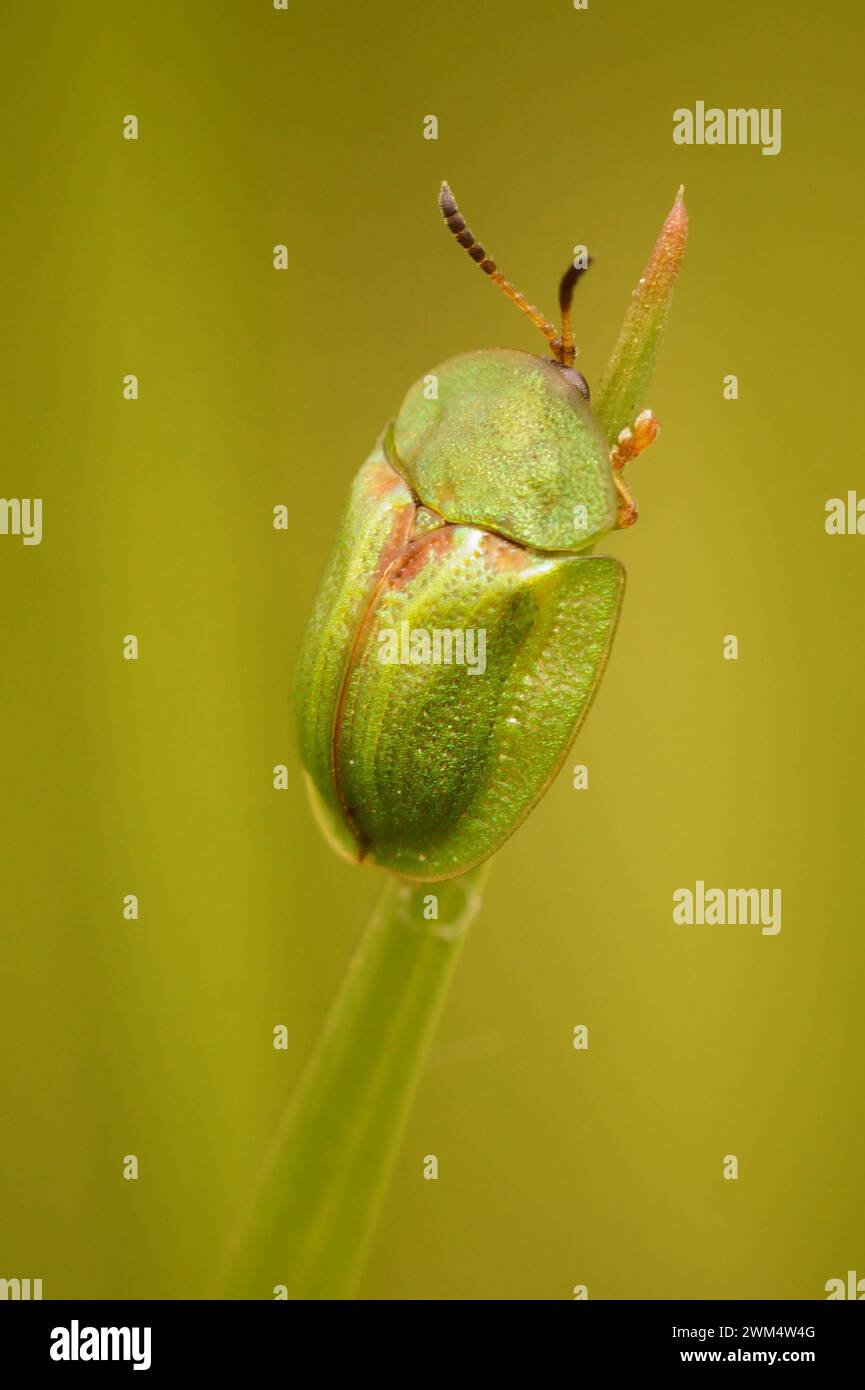 Natural vertical close up of the green thistle tortoise beetle, Cassida vridis sitting on a straw of grass Stock Photo