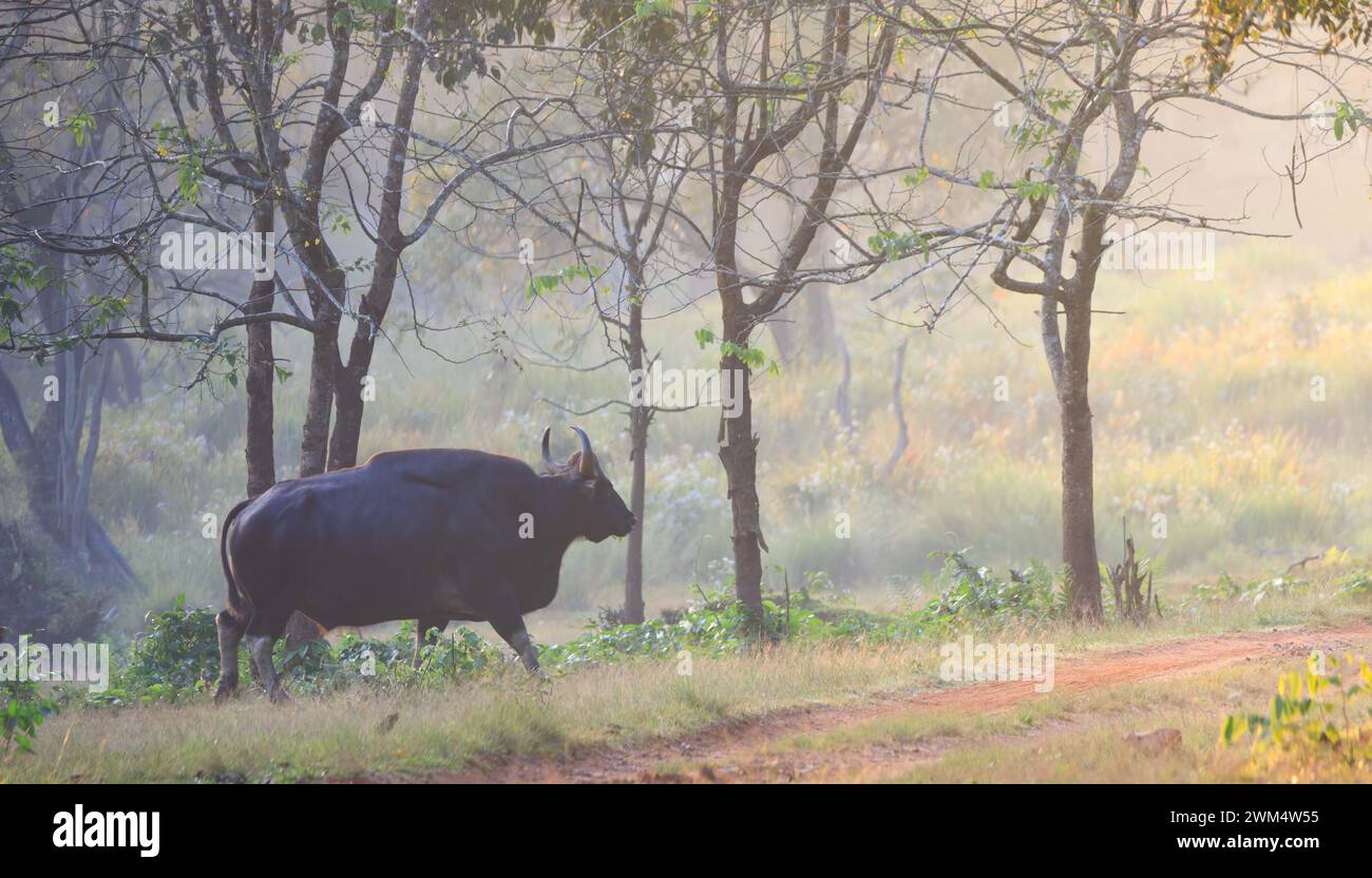 Gaur, Wild bull in the nature / wild gaur on grass Stock Photo