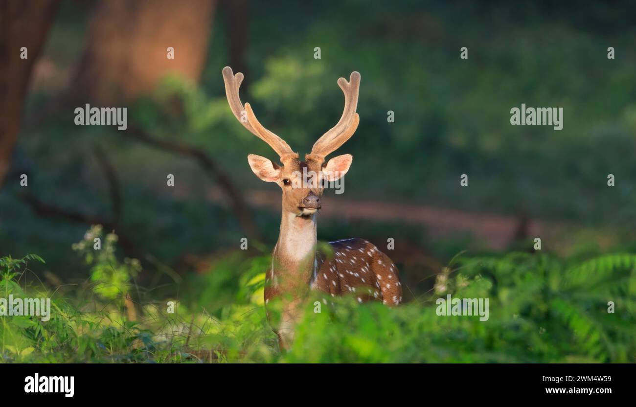 Indian forest deer hi-res stock photography and images - Alamy