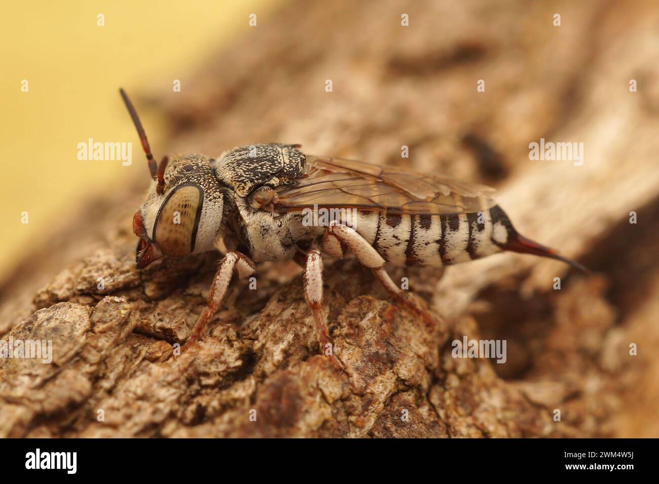 Natural detailed closeup on a female of the small and colorful Mediterranean Thorn-tailed sharptail bee, Coelioxys acanthura Stock Photo