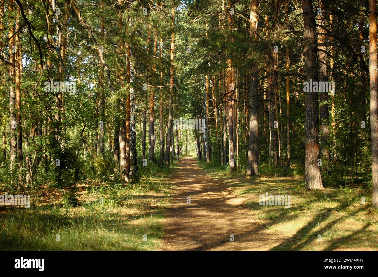 The forest path runs between mostly pine trees, forming an alley in a green forest in the rays of the evening sun. Tree shadows fall on the path Stock Photo