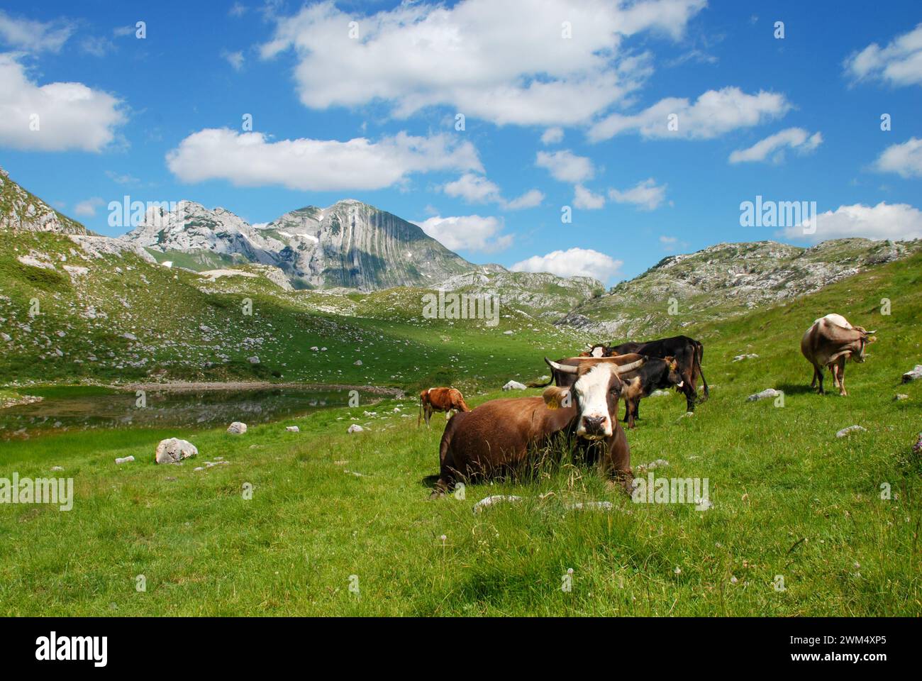 Cows grazing the pastures on mountain. Cow grazing fresh green grass on meadow. Stock Photo