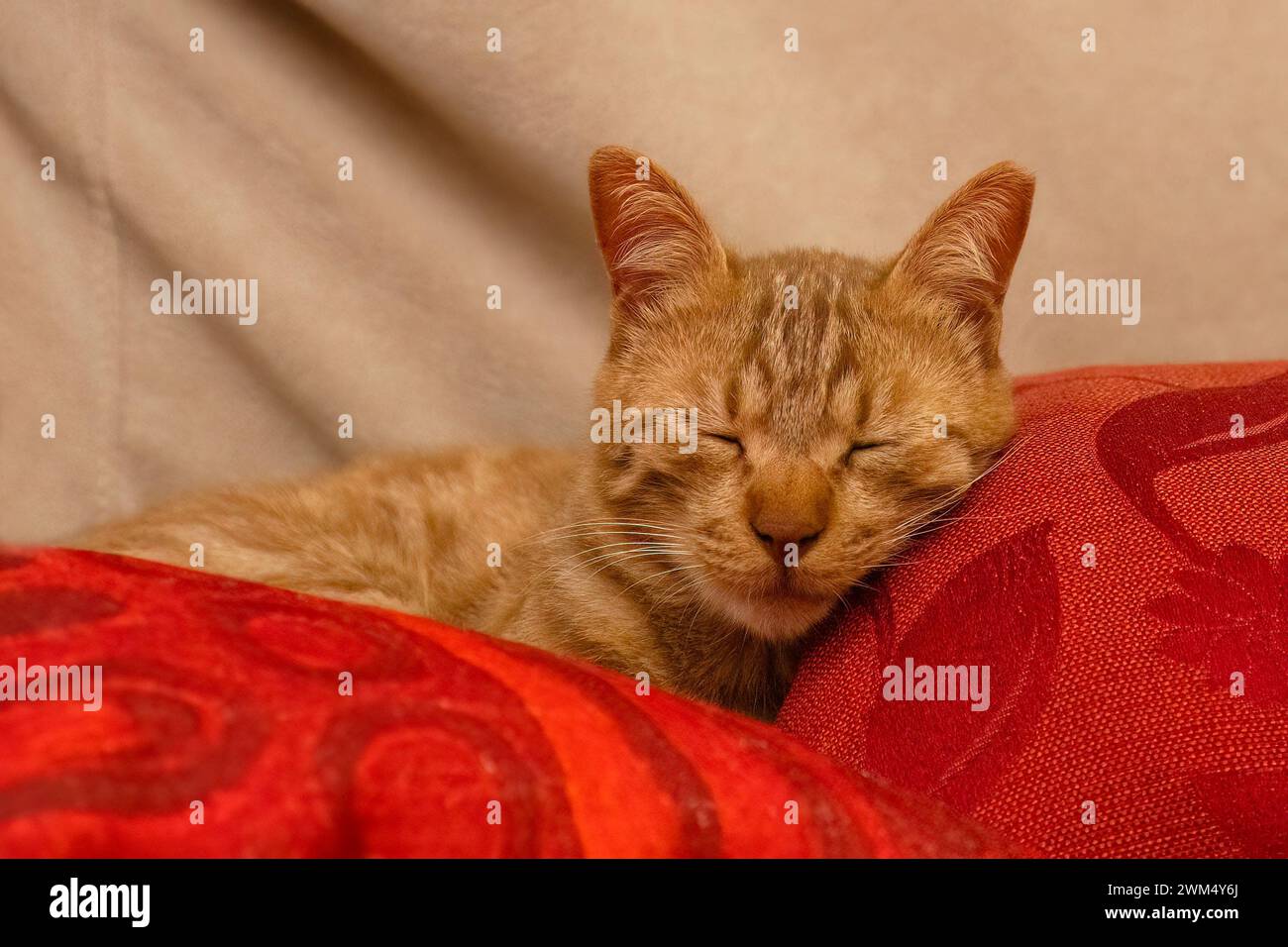 A ginger tabby cat, sleeping on some red pillows on a sofa. Stock Photo