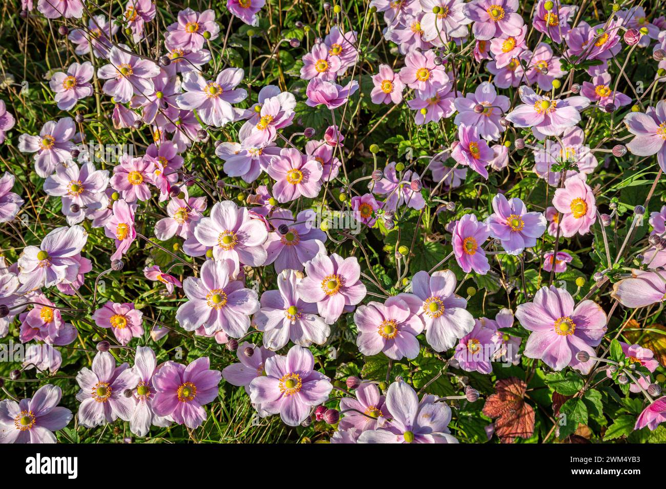 A full frame photograph of pink anemone flowers in bloom Stock Photo