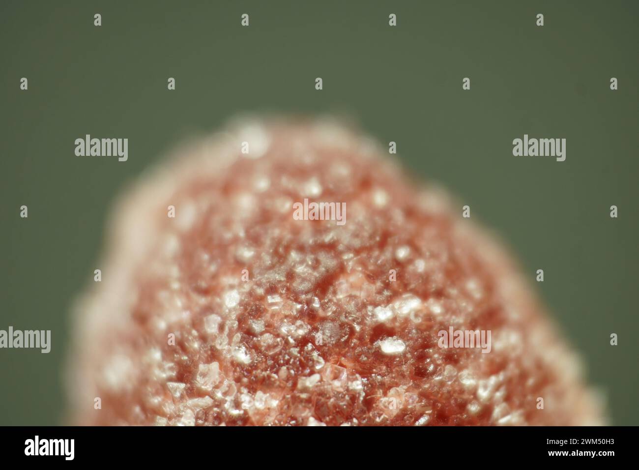 Close-up view of Sugar crystals sprinkled on red gumdrop jelly soft candy in selective focus isolated on dark green background Stock Photo