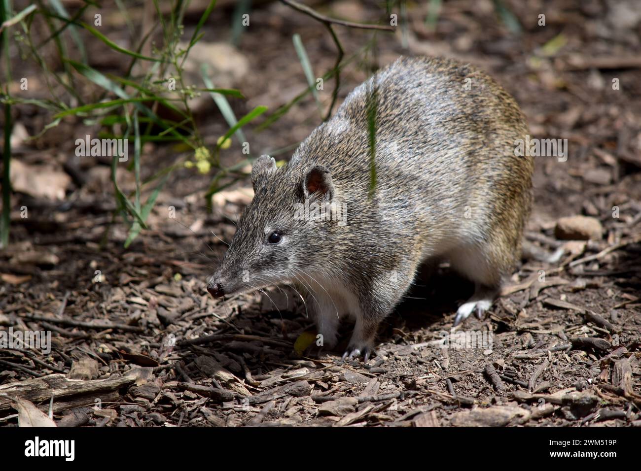 Bandicoots are about the size of a rabbit, and have a pointy snout ...