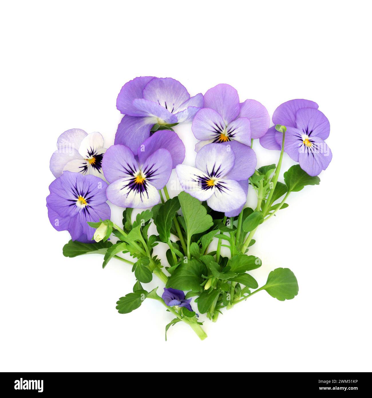 Purple pansy viola flowers on white background. Healthy food and garnish decoration. High in vitamin A and C Symbol of love, remembrance, nobility. Stock Photo