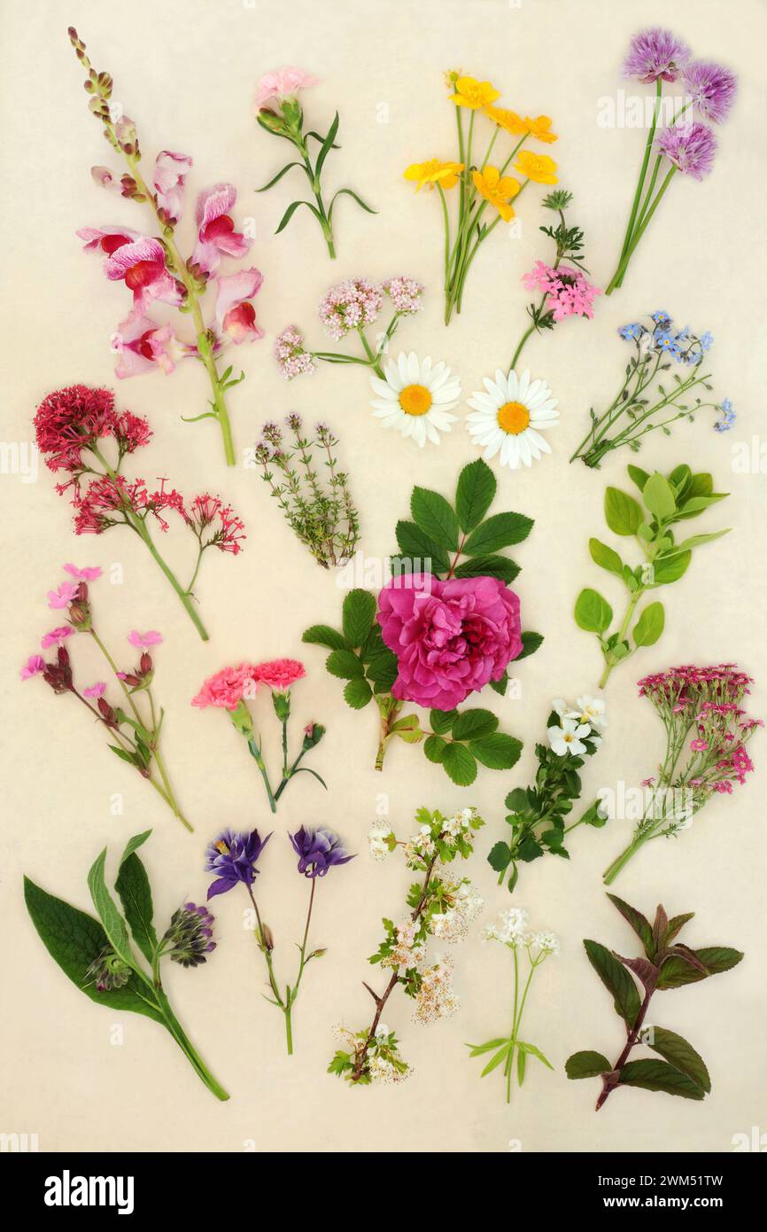 British Spring and Summer flowers wildflowers and herb collection. Used in natural  herbal medicine remedies and food decoration. On hemp paper backgr Stock Photo