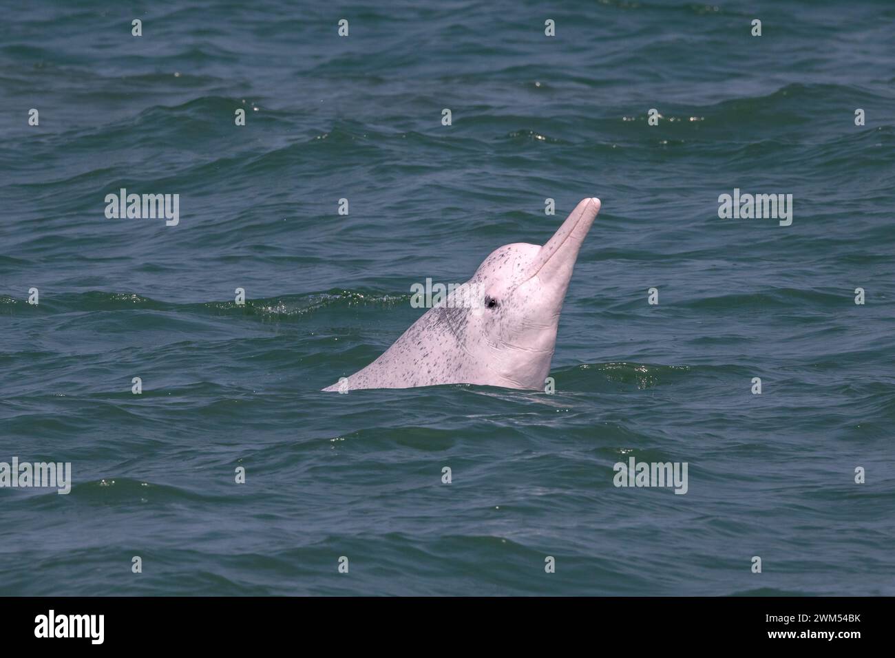 Indo-Pacific Humpback Dolphin / Chinese White Dolphin / Pink Dolphin (Sousa Chinensis) in the waters of Hong Kong, facing many threats Stock Photo