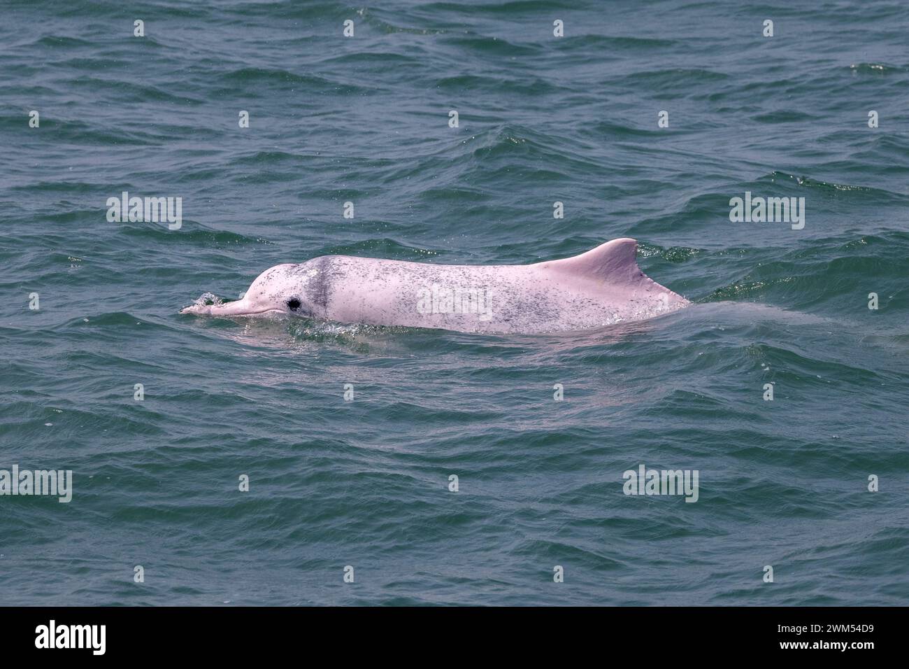 Indo-Pacific Humpback Dolphin / Chinese White Dolphin / Pink Dolphin (Sousa Chinensis) in the waters of Hong Kong, facing many threats Stock Photo