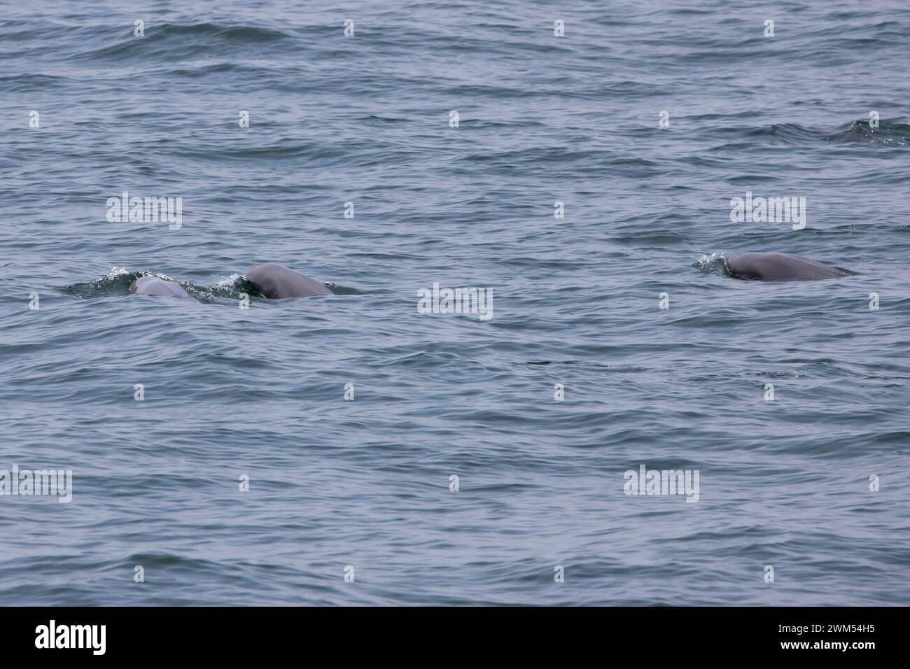 Neophocaena Sunameri Indo-Pacific finless porpoise (Neophocaena phocaenoides) in the waters ...