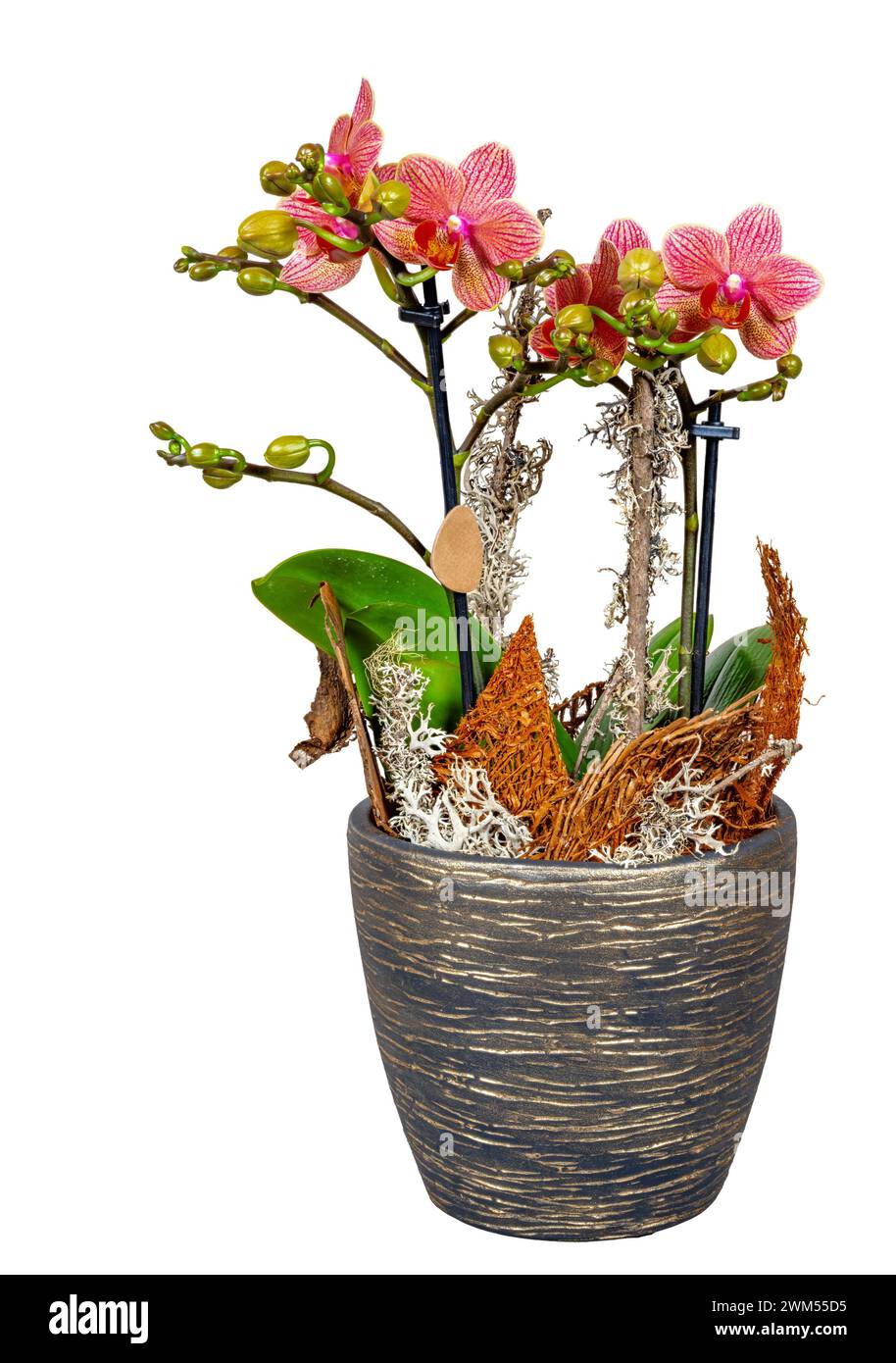 Closeup of an isolated potted orchid flower with decoration for a present Stock Photo