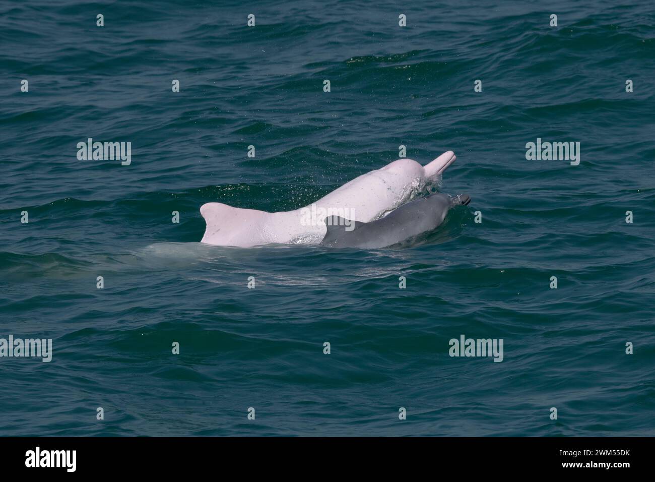 Juvenile and adult Indo-Pacific Humpback Dolphin / Chinese White Dolphin / Pink Dolphin (Sousa Chinensis) in the waters of Hong Kong Stock Photo