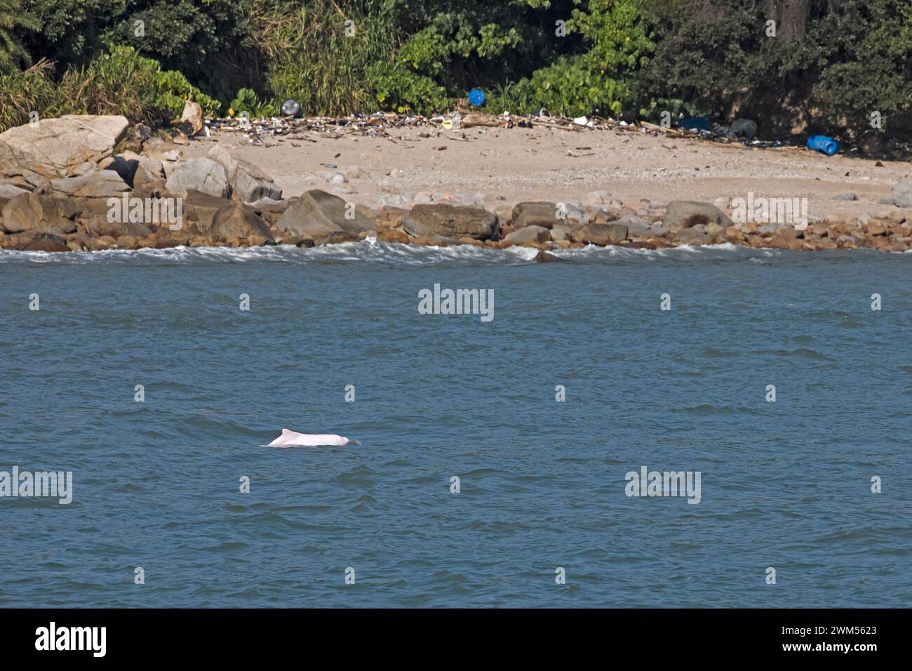 Indo-Pacific Humpback Dolphin (Sousa Chinensis) swimming along the natural coastline of Lantau, with lots of rubbish on land Stock Photo