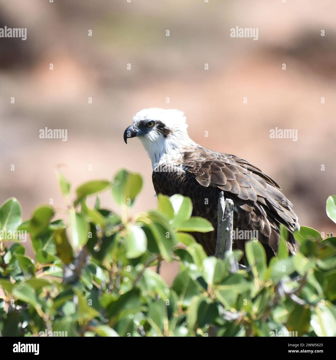 The Osprey (Pandion haliaetus) is a diurnal, fish-eating bird of prey