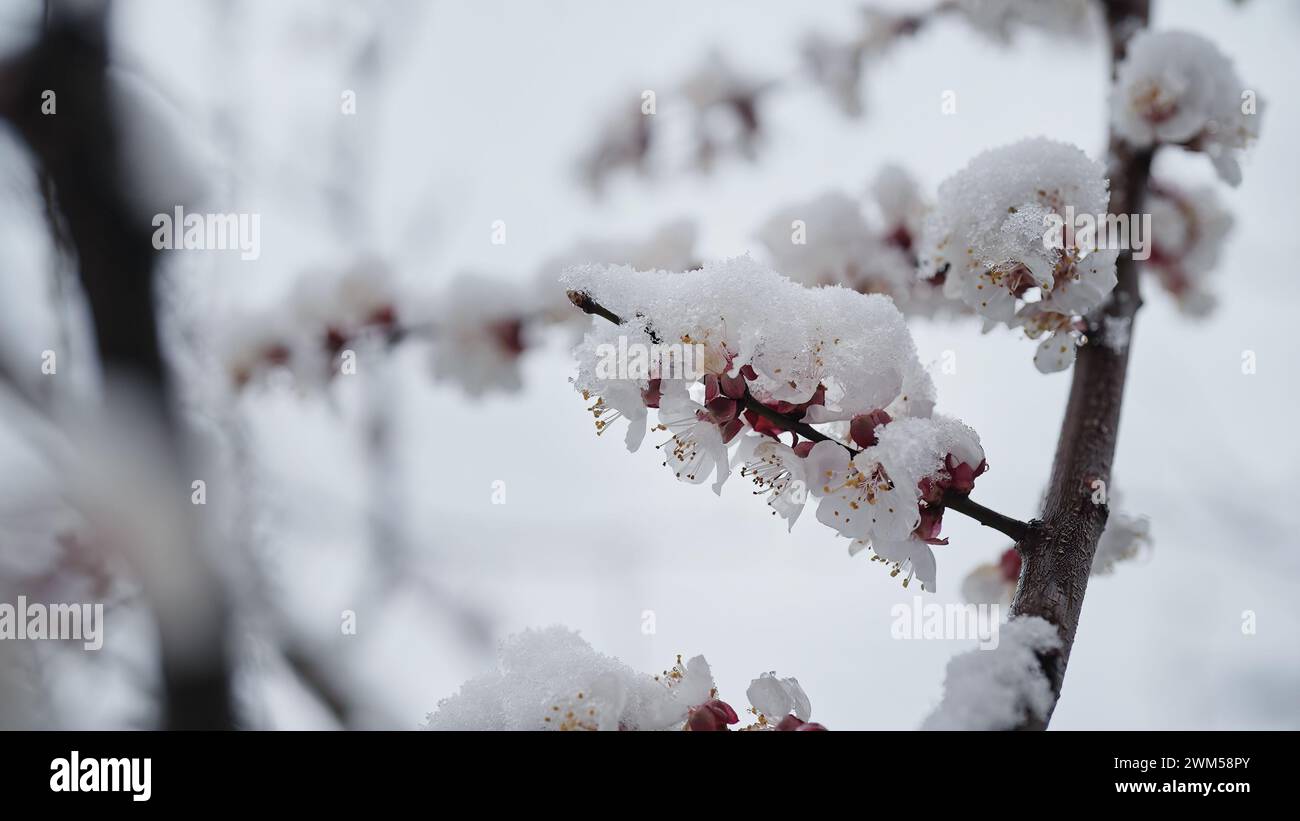 Apple tree blossom in garden under last early spring snow.Cold temperature,frost Stock Photo