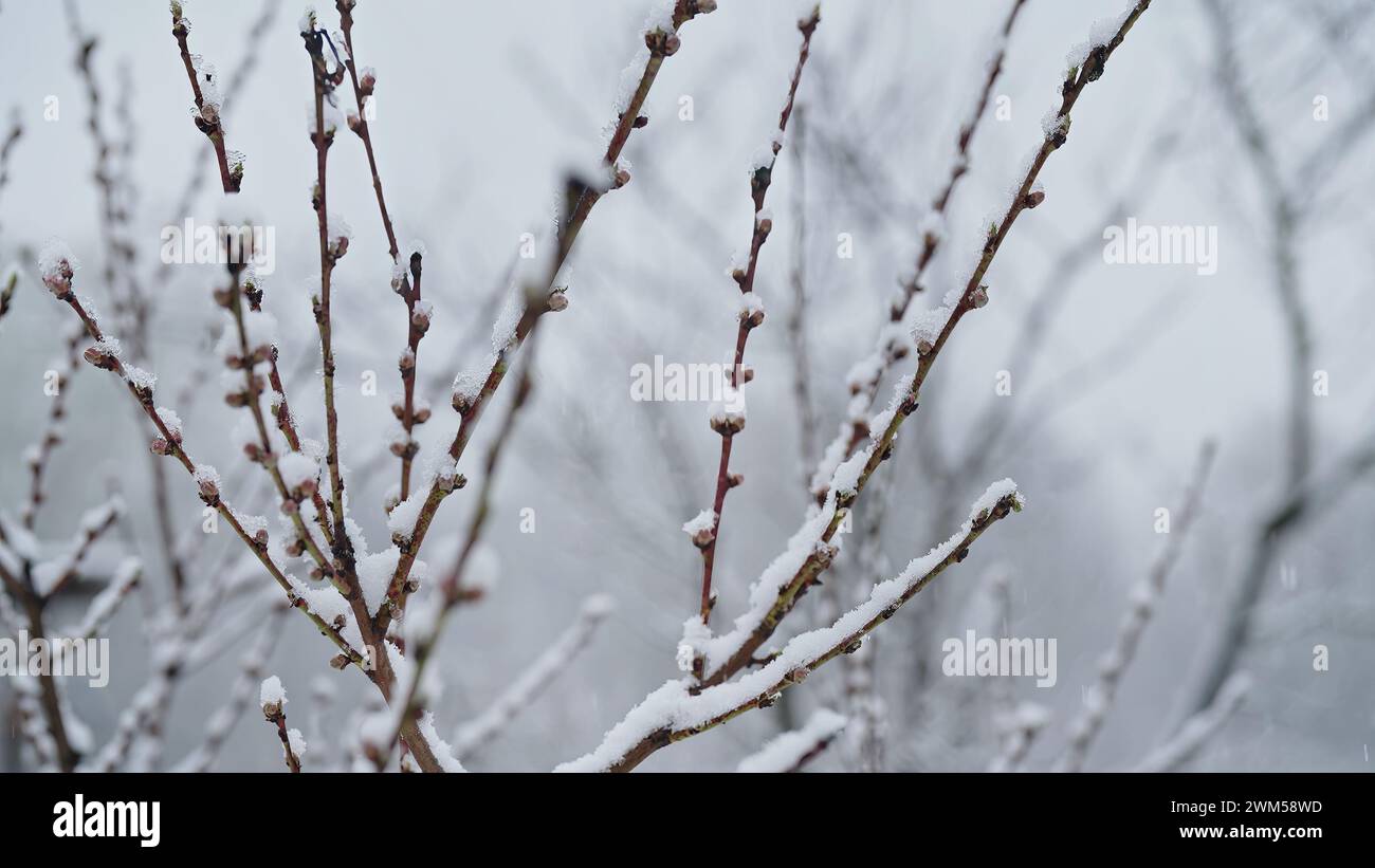 Apple tree blossom in garden under last early spring snow.Cold temperature,frost Stock Photo