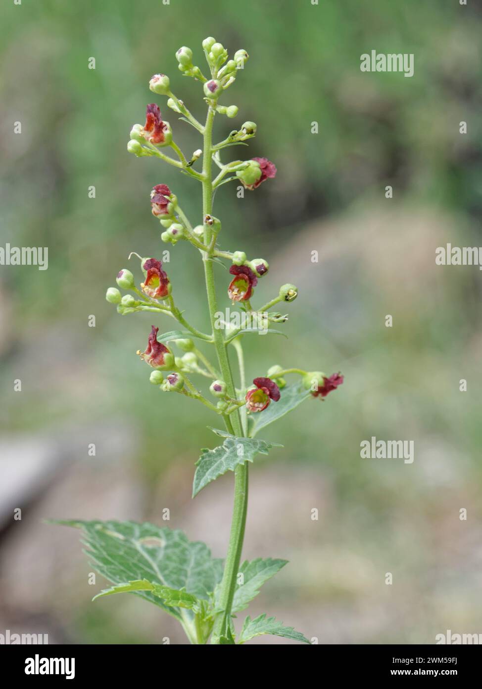 Canary mountain figwort (Scrophularia glabrata), a Canaries endemic, flowering in Teide National Park, Tenerife, May. Stock Photo