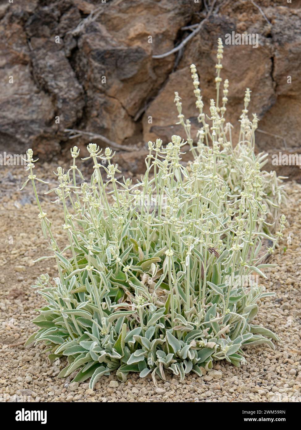Ironwort / Mountain tea (Sideritis eriocephala),  a Tenerife endemic, clump flowering on volcanic ash in El Portillo Botanical Garden, Teide National Stock Photo