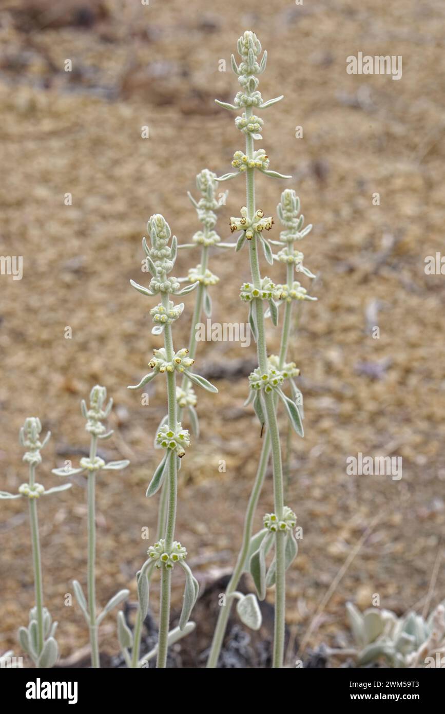 Ironwort / Mountain tea (Sideritis soluta) a Tenerife endemic clump flowering on volcanic ash in El Portillo Botanical Garden, Teide National Park, Te Stock Photo