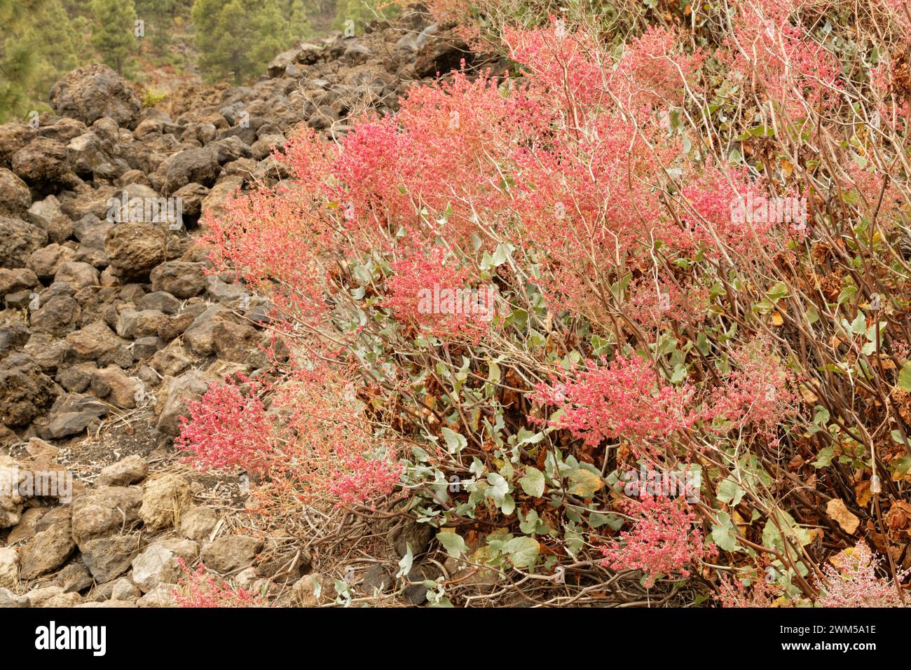 Madeira sorrel (Rumex maderensis), endemic to Madeira and the Canaries, flowering on an old lava flow, Teide National Park, Tenerife, Canary Islands, Stock Photo