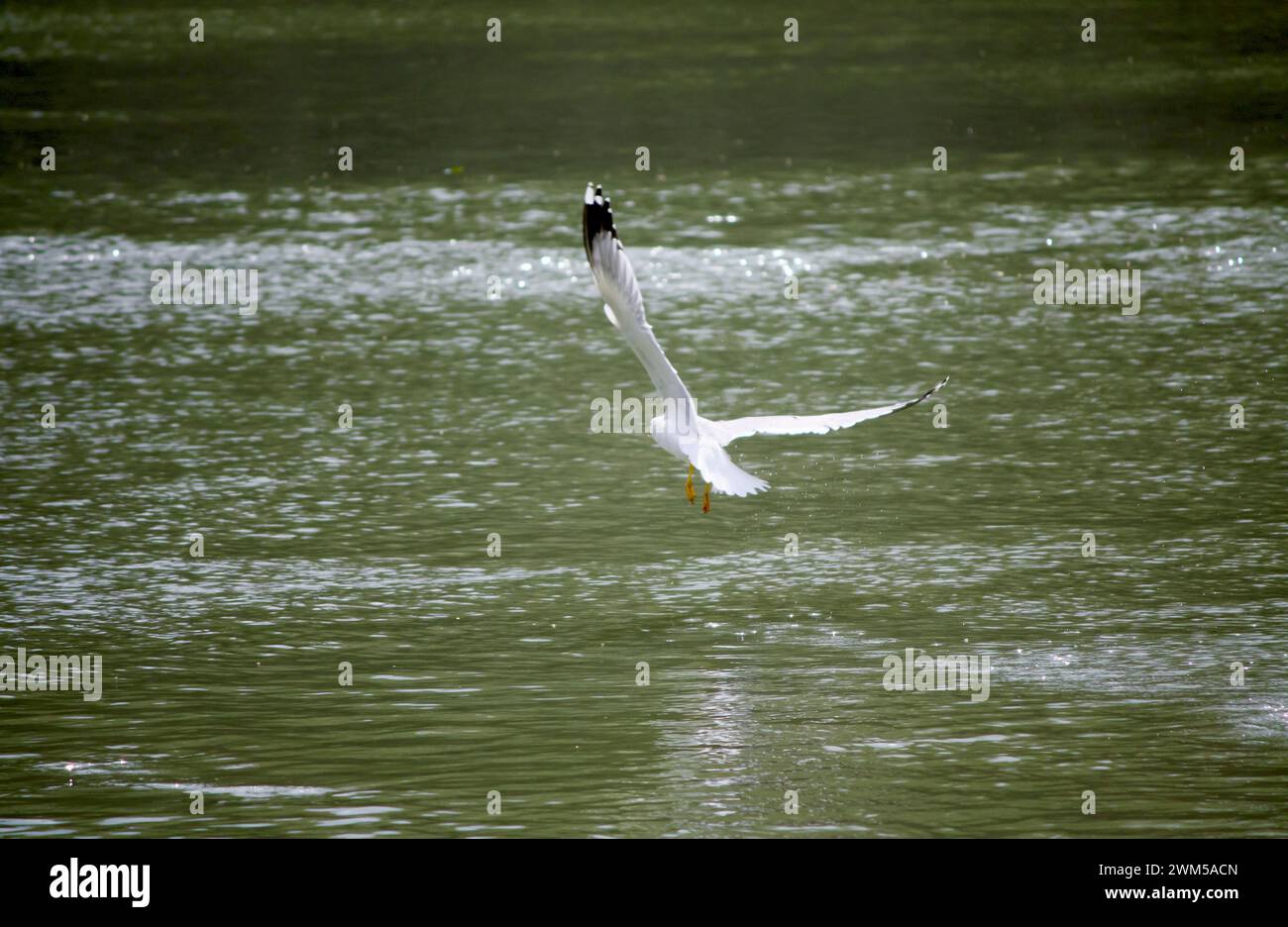 Graceful gull in flight over tranquil water, wings outstretched, reflecting on the calm surface Stock Photo