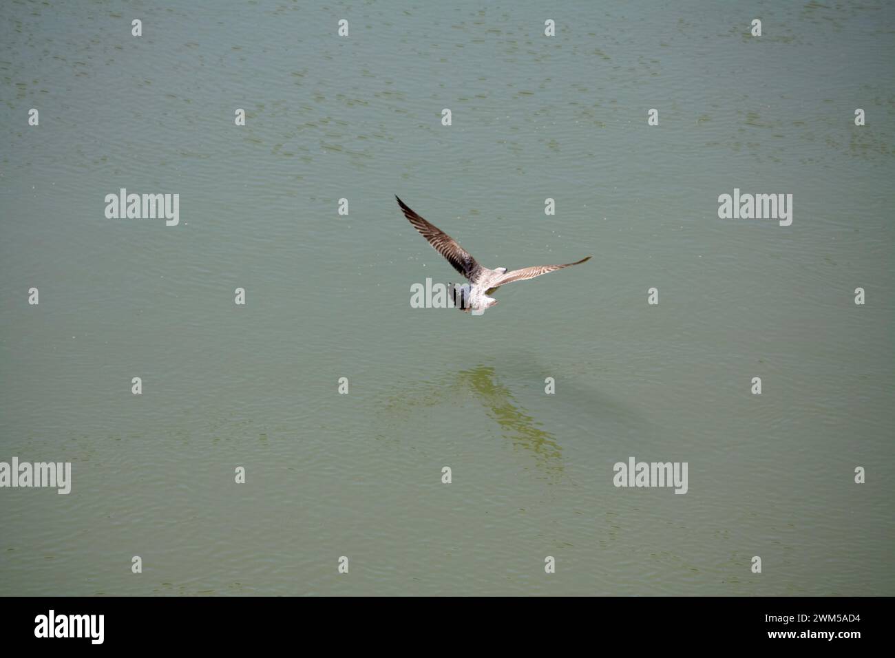 Graceful gull in flight over tranquil water, wings outstretched, reflecting on the calm surface Stock Photo
