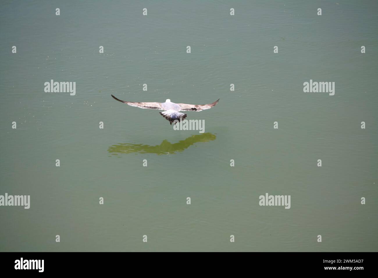 Graceful gull in flight over tranquil water, wings outstretched, reflecting on the calm surface Stock Photo