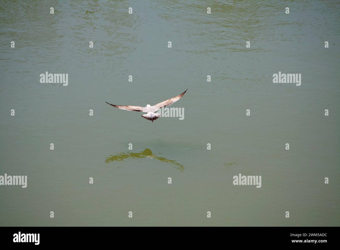 Graceful gull in flight over tranquil water, wings outstretched, reflecting on the calm surface Stock Photo