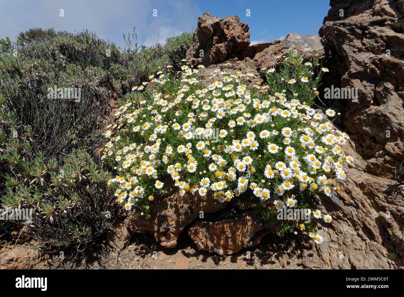 Teide marguerite / Tenerife Daisy (Argyranthemum teneriffae) clump flowering in Teide National Park, Tenerife, May. Stock Photo