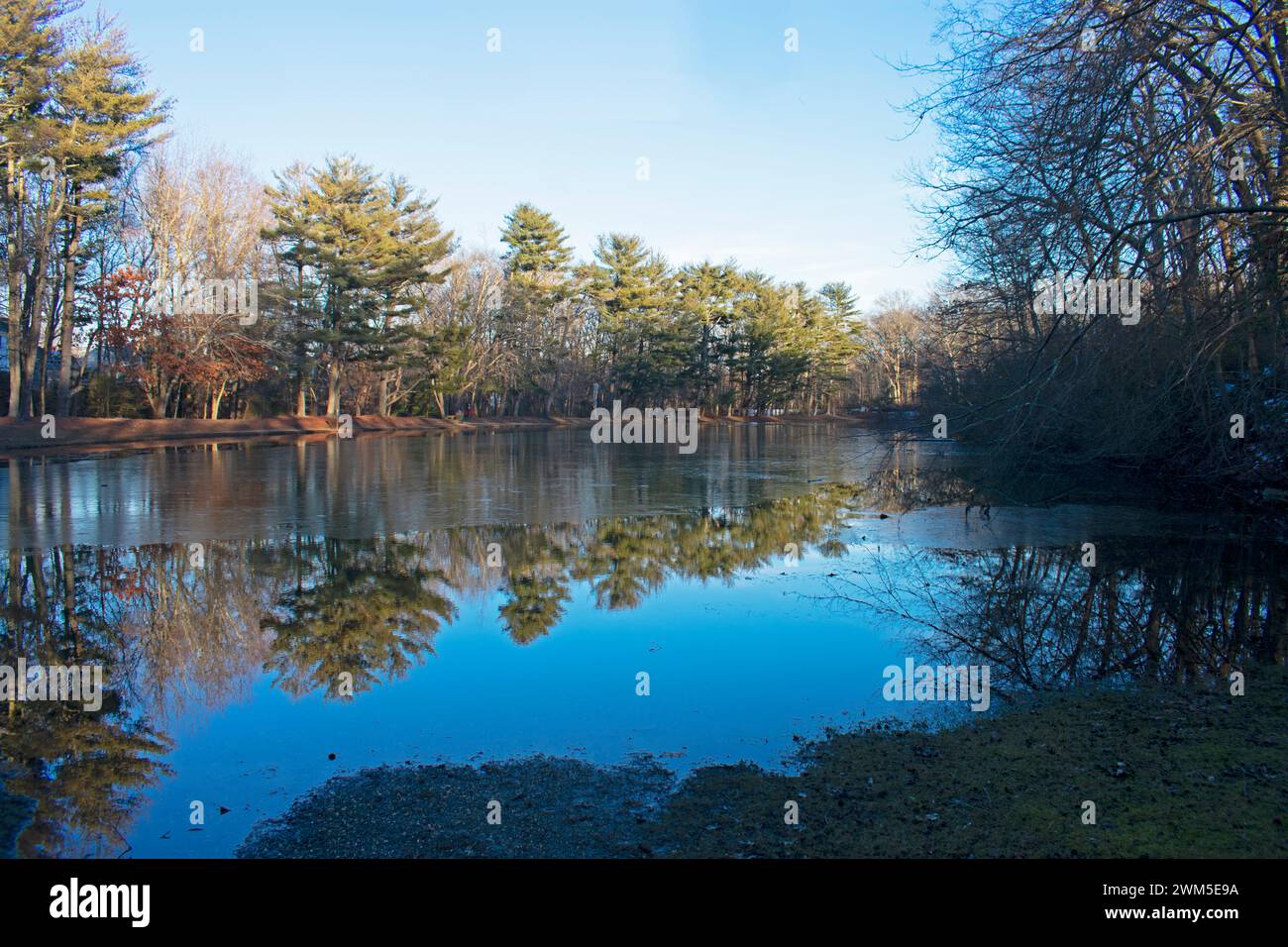 Small pond in Shark River Park, NJ, partially covered with ice, with reflections of nearby trees and branches -10 Stock Photo