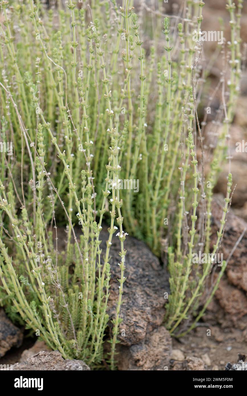 Savory / Whitweed (Micromeria lachnophylla) a Tenerife endemic flowering on volcanic ash in El Portillo Botanical Garden, Teide National Park Tenerife Stock Photo